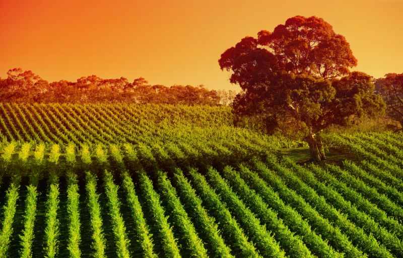 Global Vineyard Area Shrinks Again in 2025