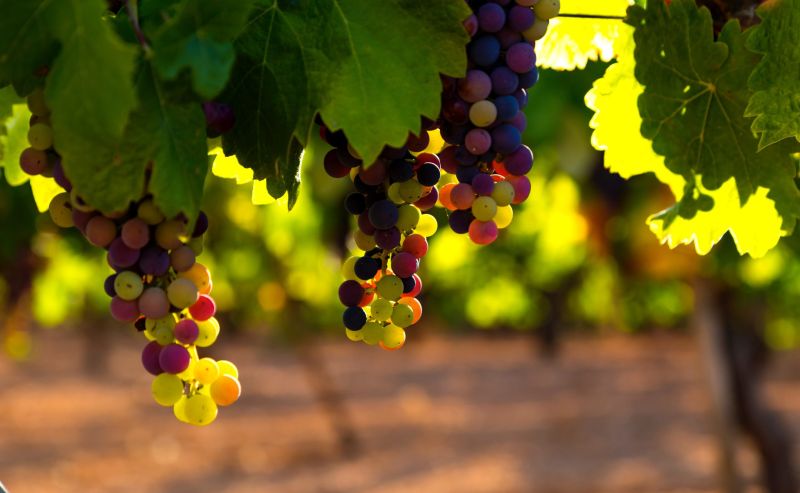 Researchers Identify Grapevine Dwarf Gene
