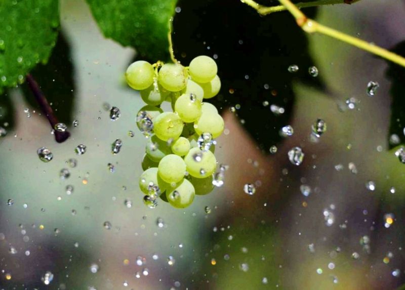 Wine Growers Face a Water Reckoning