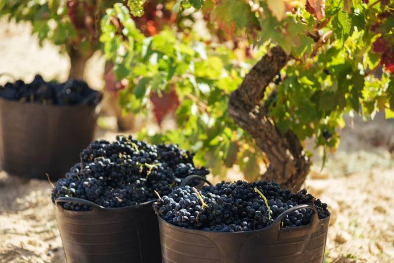 Rioja prevé una evolución positiva de la uva que aún no se ha vendimiado