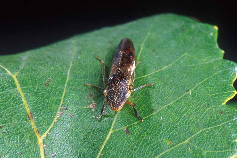 California destina 820.000 dólares para frenar una plaga que amenaza los viñedos del norte
