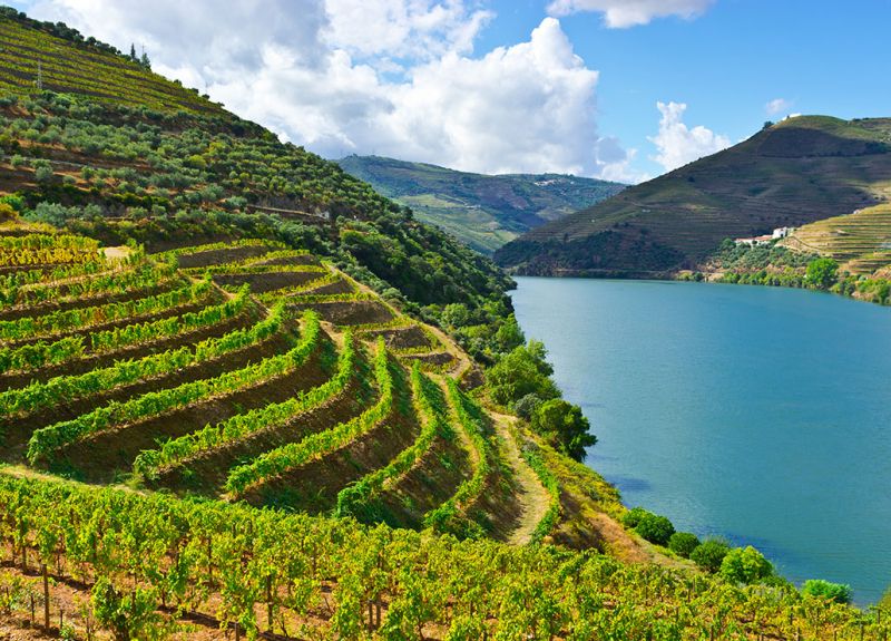 El Douro teme que parte de la vendimia se quede sin comprador