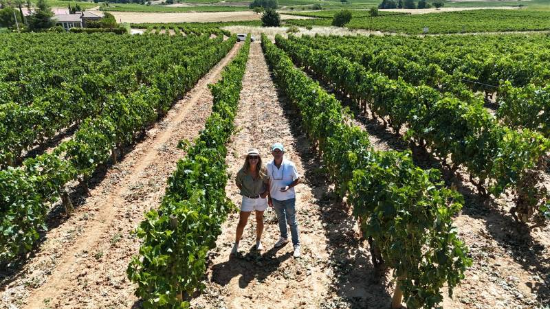 Una bodega de Ribera del Duero elimina las cajas de su vendimia y recoge solo cinco o seis racimos por cepa