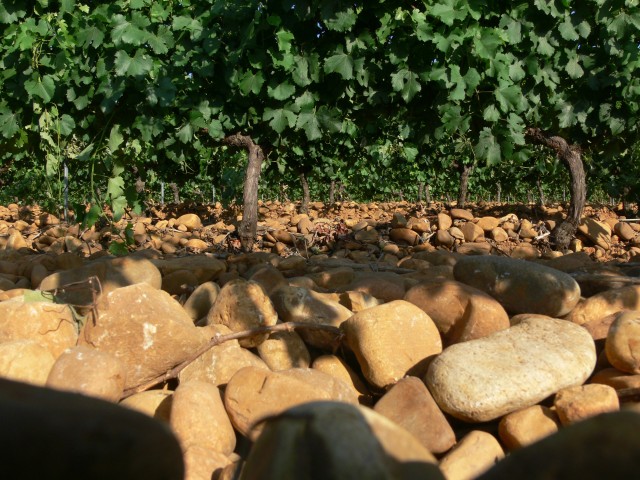 1_carroleonvineyard.jpg