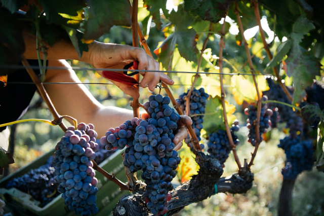 Vinetur