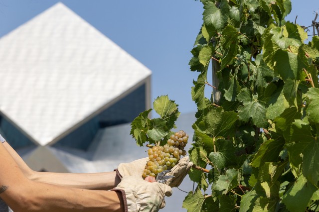 La vendimia más temprana de Bodega Sommos: calidad y sostenibilidad en cada copa
