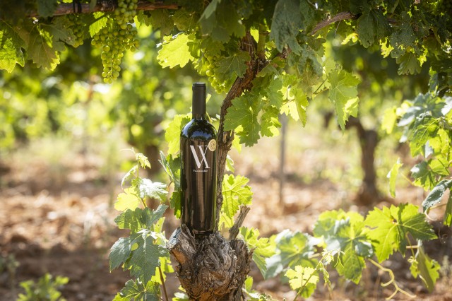 valdubon_grupoferrerwines01.jpg