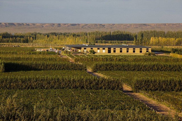 Descubre el fascinante mundo del Pinot Noir de Patagonia