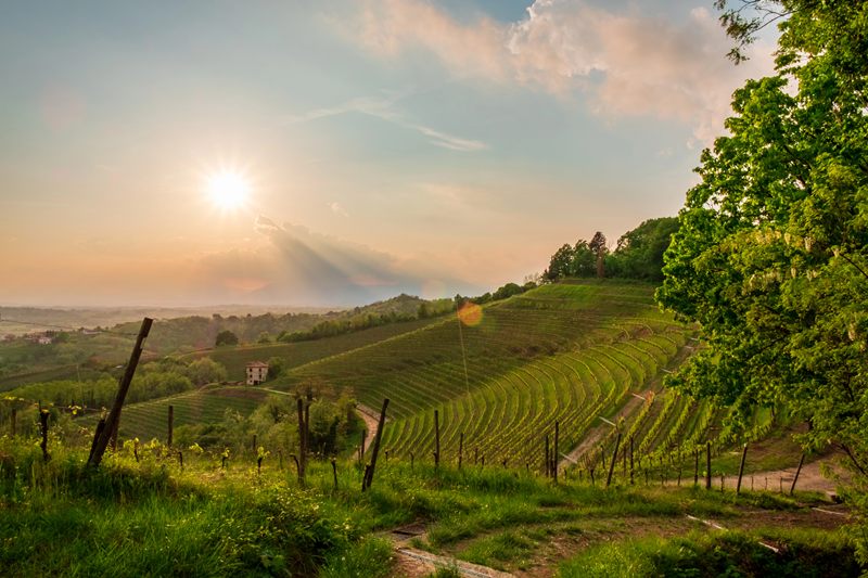 France Leads Global Vineyard Cuts