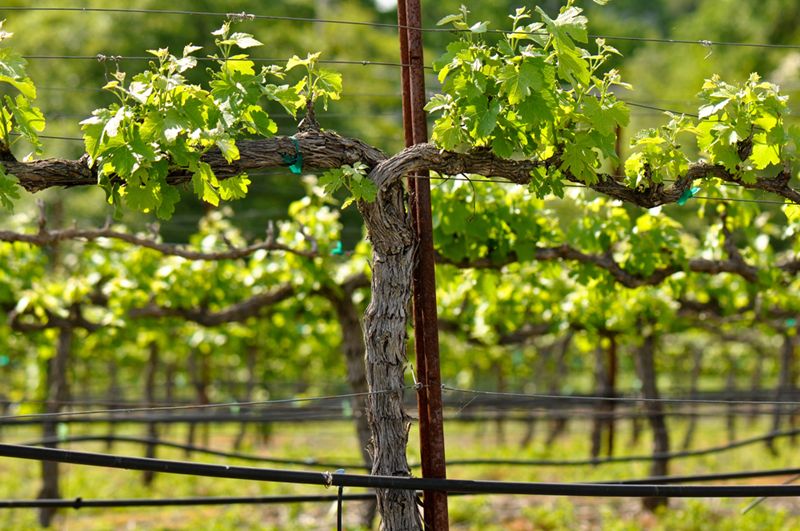 Descubre cómo mejorar la apreciación de los vinos españoles