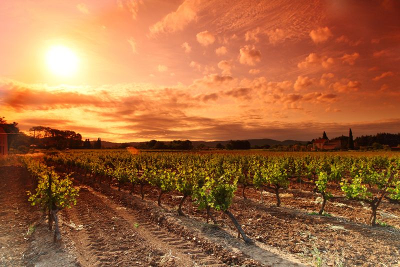 France’s wine industry reaches a tipping point after a smaller 2026 harvest