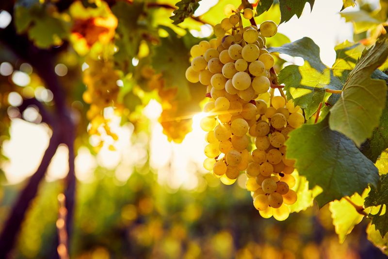 Champaña lidera la rentabilidad del viñedo europeo