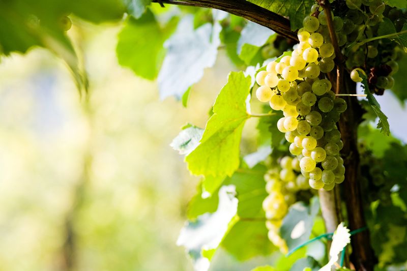 Champagne 2026: Vendimia adelantada y ajuste en la producción