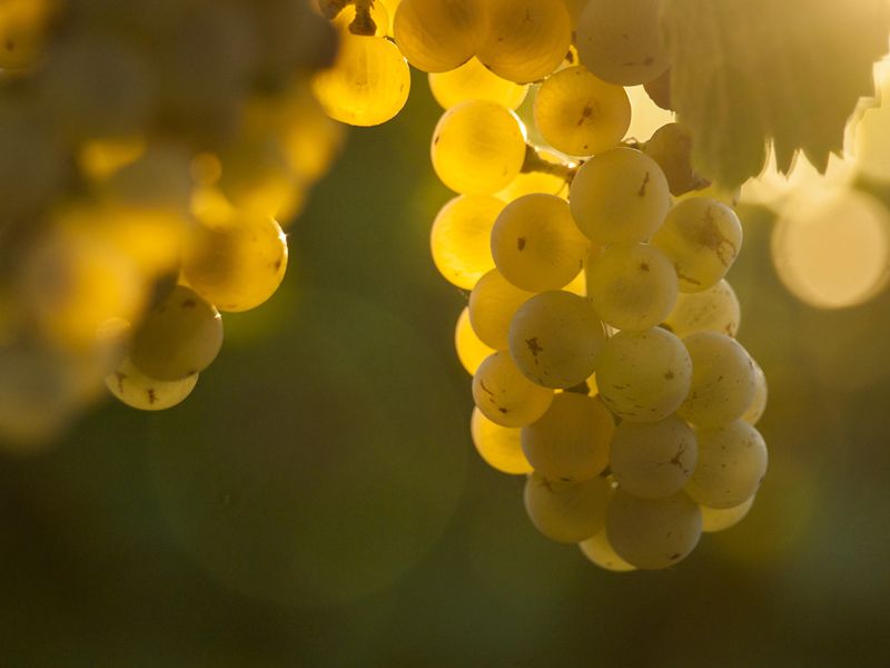 Arranca la vendimia en Sicilia: desafíos y expectativas para el vino italiano