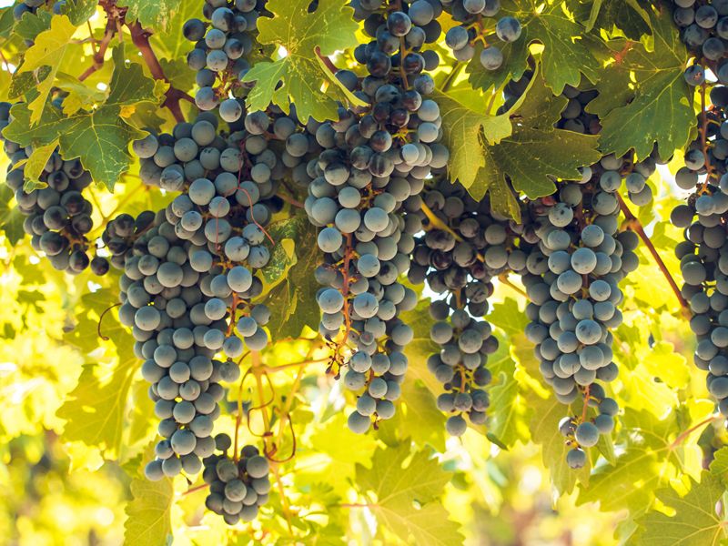 Descubre el intercambio genético de la levadura clave del vino entre continentes