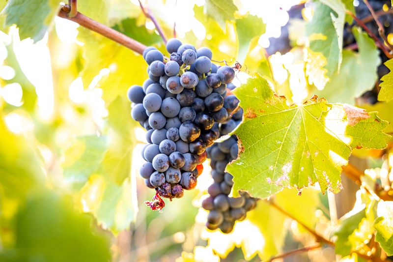 Proteínas clave para vinos resistentes al frío
