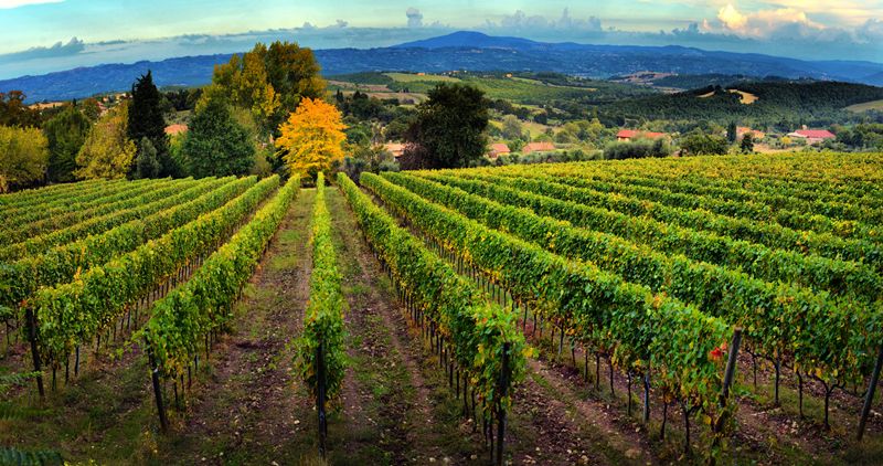 Reforma del viñedo en España: ¡Más vino, menos sanciones!