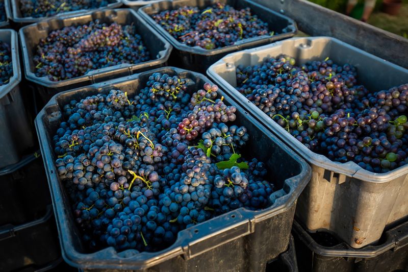 La vendimia temprana en Burdeos: Troplong-Mondot marca la pauta