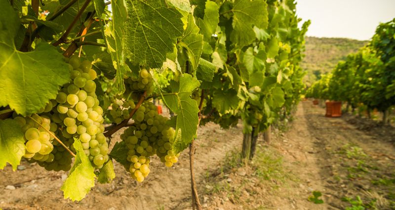 La vendimia se adelanta en Valpolicella y otras regiones vinícolas de Europa