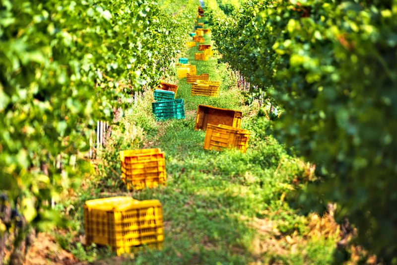 Tragedia en Champagne: Muerte de vendimiadores durante la vendimia