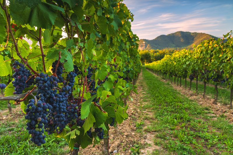La aseguradora francesa CAM entra en el viñedo de Alsacia con la compra de dos bodegas
