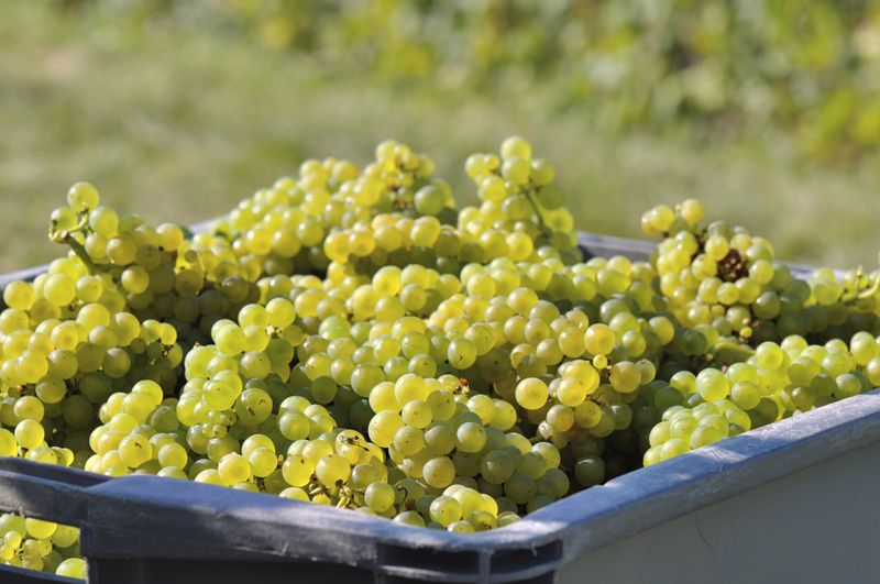 La vendimia de 2026: un adelanto inédito en el mundo del vino
