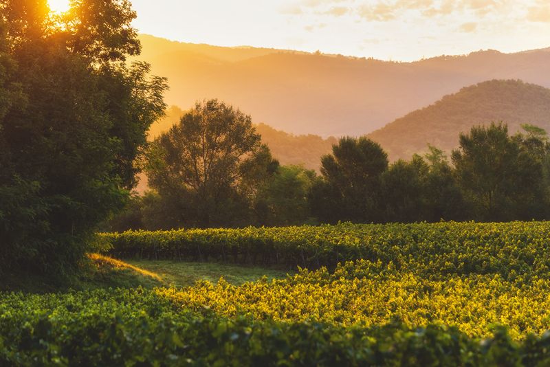 La vendimia más temprana en Europa: impacto en los vinos