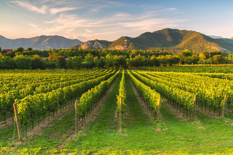 Italia crea una ayuda del 80% para invertir en el viñedo