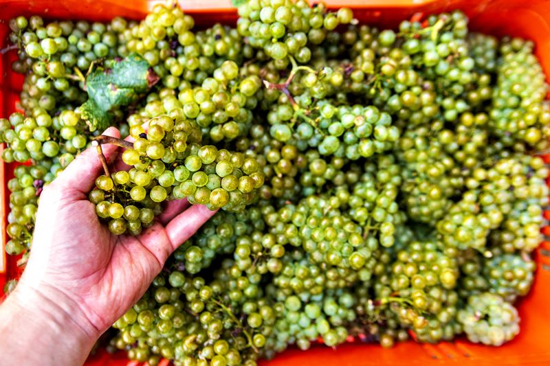 La vendimia en Champagne: ¿Menos kilos, menos vino?