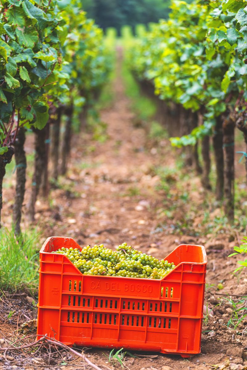 La vendimia récord de Bollinger en Champagne
