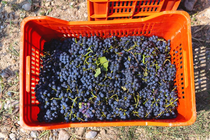 El cambio climático y los vinos de Borgoña: ¿Qué nos depara el futuro?
