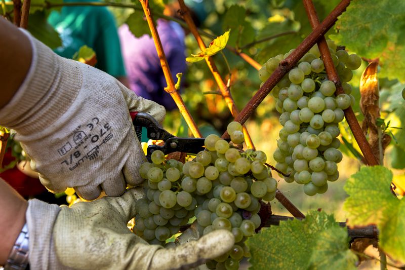 La vendimia temprana en España: ¡el vino se adelanta!