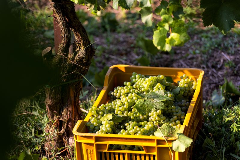 Champagne eleva al 15% el tope de compra externa para aliviar la carga fiscal de viticultores