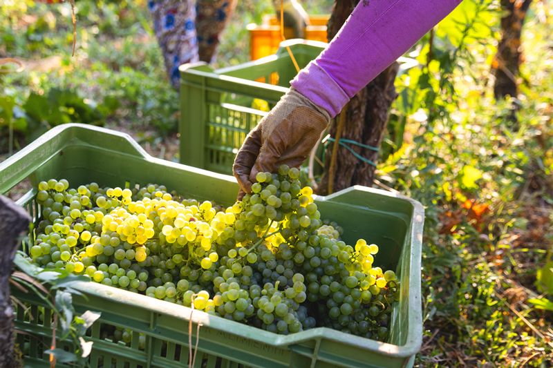 La vendimia suiza se adelanta con una cosecha de uva más corta