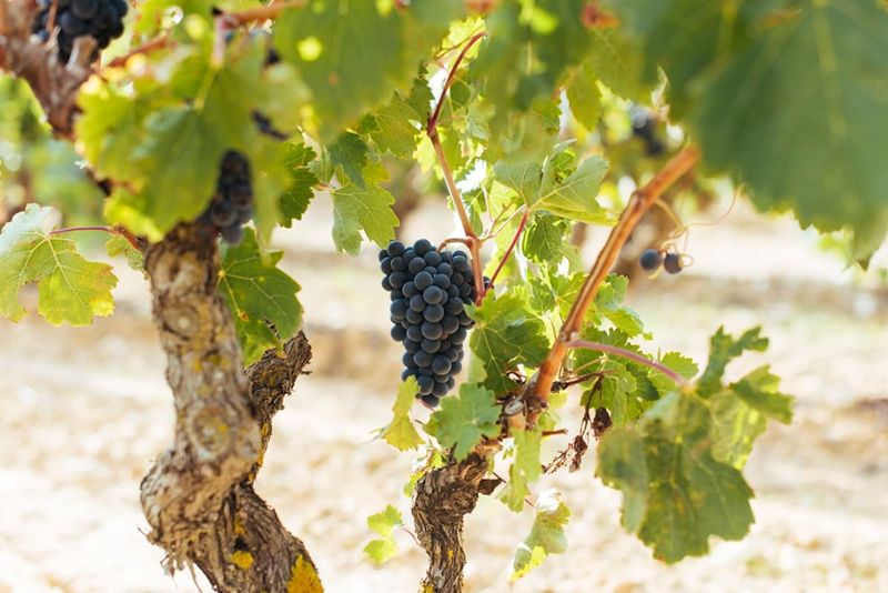 Bordeaux Begins an Exceptionally Early 2026 Harvest After Heat Cuts Yields