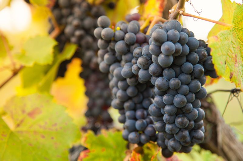 Ribera del Duero pide pactos para evitar otra bajada del precio de la uva