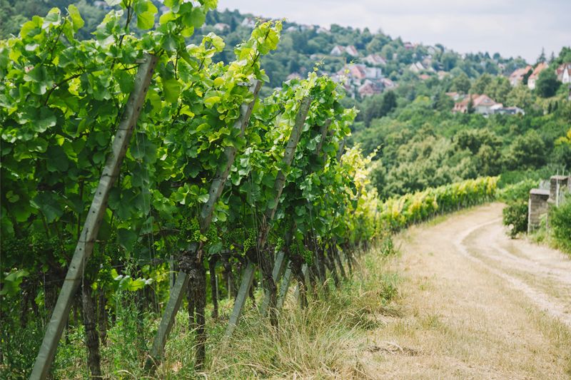 Francia activa indemnizaciones para agricultores sin seguro por pérdidas de cosecha por calor y sequía