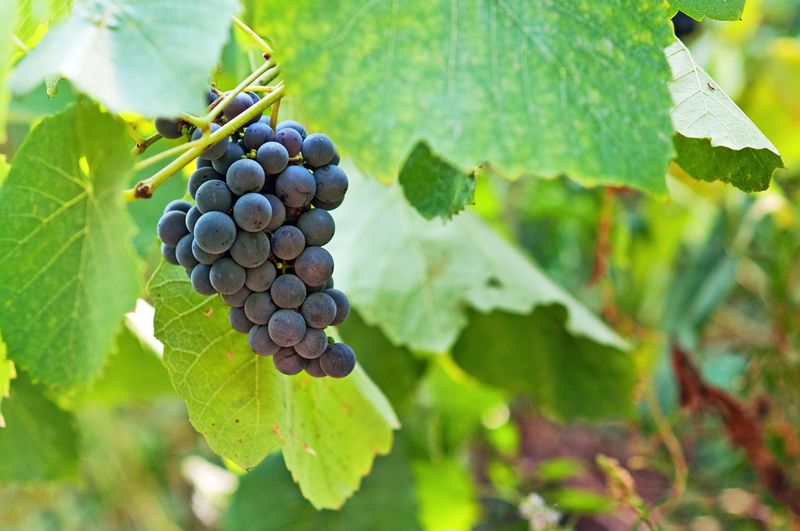 Un verano cálido y seco abre la puerta al tinto inglés con Pinot Noir