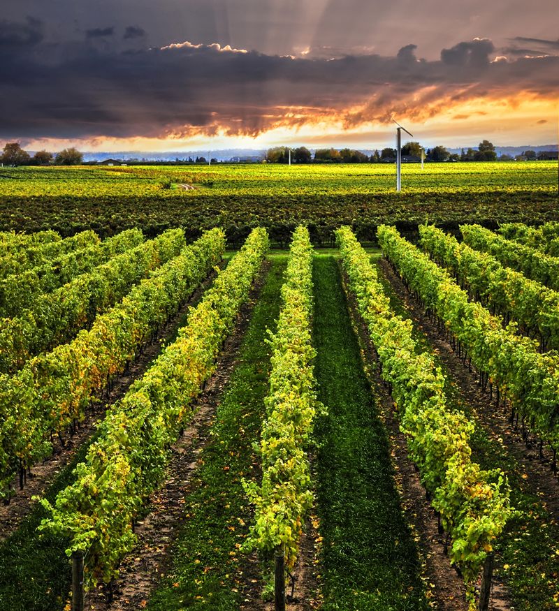 La Rioja concede 1,51 millones a ocho proyectos de modernización de bodegas