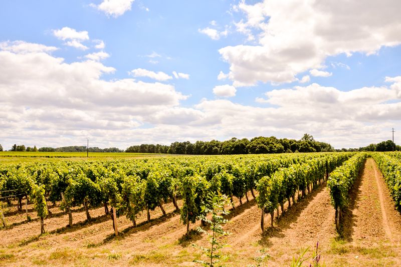 A Spanish project tests a quadruped robot in vineyards